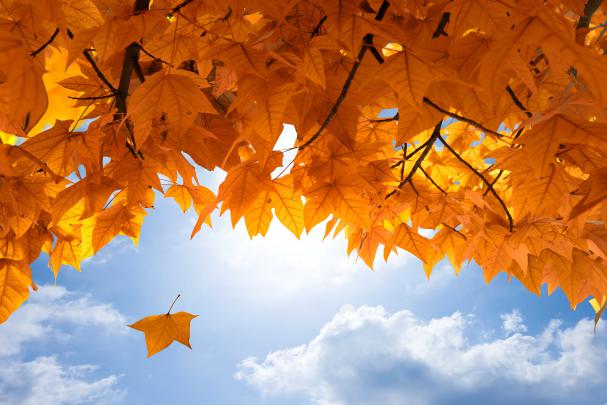 Fall 4k Ultra HD Wallpaper | Background Image | 4250x2833 | 653025 