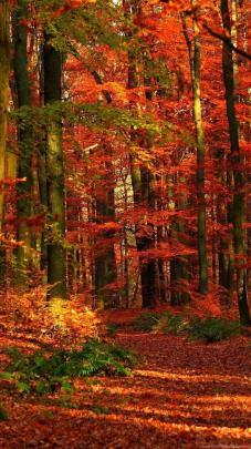 4k Autumn Wallpapers