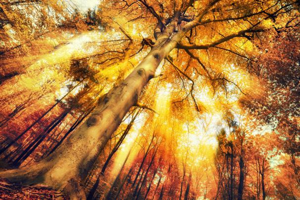 Fall 5k Retina Ultra HD Wallpaper | Background Image | 5500x3671 | 