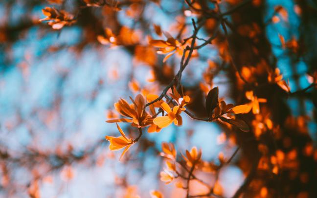 4k Autumn Wallpapers