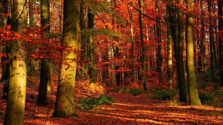 4k Autumn Wallpapers