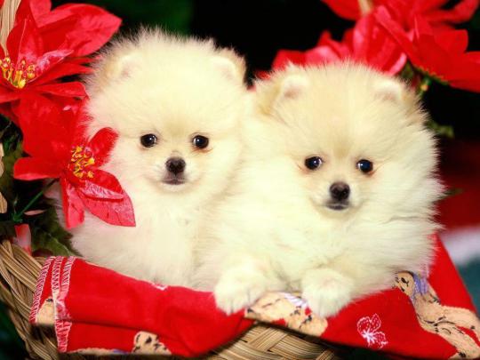 Cute Christmas Desktop Backgrounds