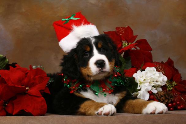 Cute Christmas Animal Wallpapers - Top Free Cute Christmas Animal 