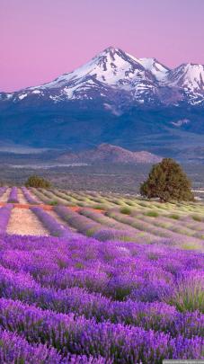 Pretty Lock Screen Wallpaper -