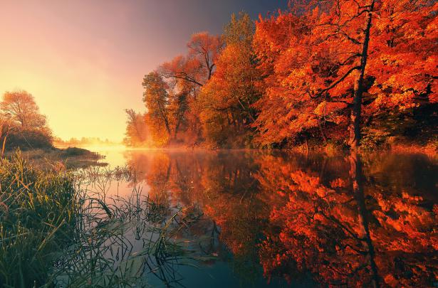 Trees Fall Reflection Autumn 4k, HD Nature, 4k Wallpapers, Images 