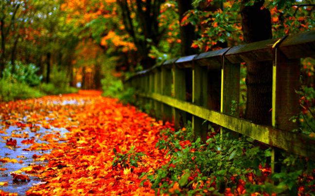 Autumn Wallpapers HD