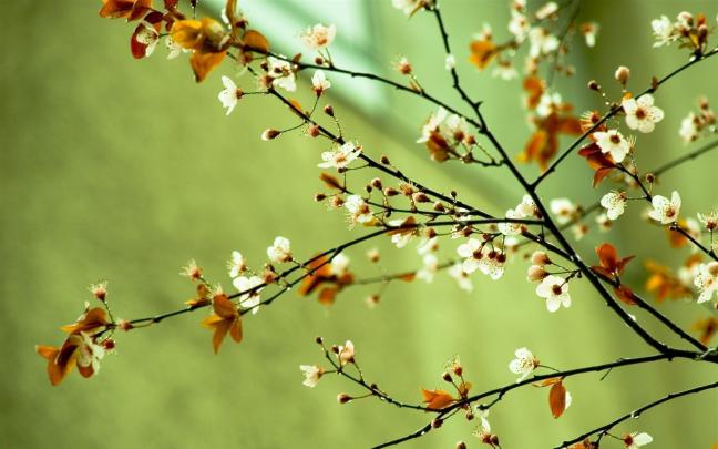 High resolution spring wallpaper windows desktop 1920p - HD Background