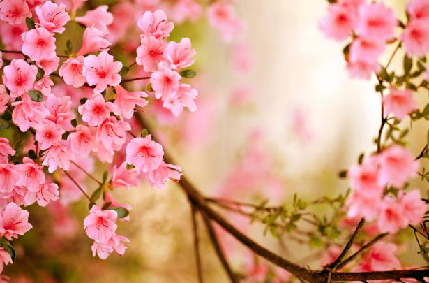 Season Spring Wallpapers
