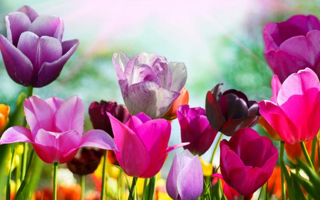 Spring wallpaper \u00b7\u2460 Download free High Resolution wallpapers for 