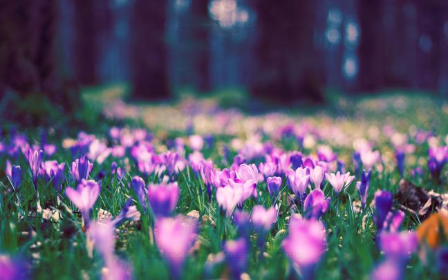 Spring Desktop Backgrounds (72+ images)