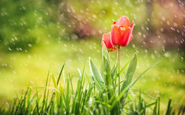 Spring Wallpapers High Quality | Download Free
