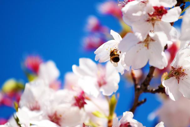 Free Desktop Wallpapers Spring Scenes