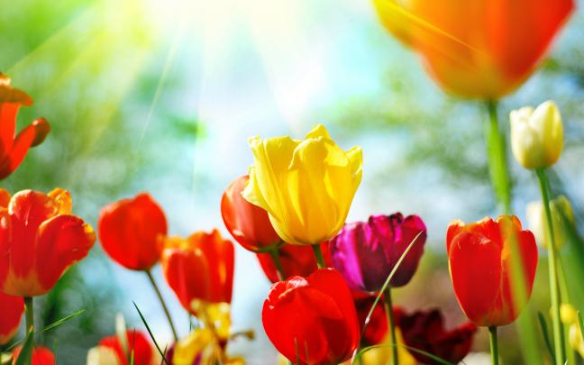 10 Best Spring Flowers Pictures For Desktop FULL HD 1920\u00d71080 For PC 