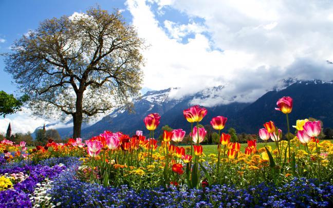 Nature-Beautiful-spring-HD-Wallpapers-colored tulip-tree-mountain 