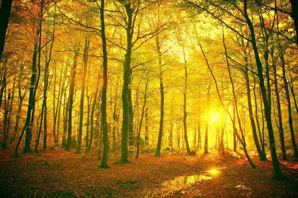 forest, Landscape Wallpapers HD \/ Desktop and Mobile Backgrounds