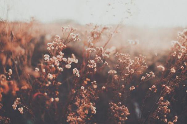 Pin on NATURE
