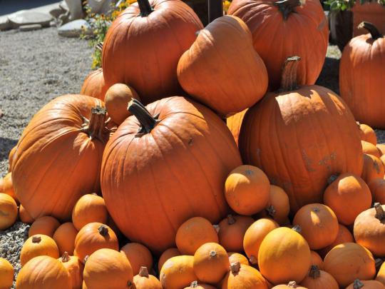 Pumpkin Backgrounds Free