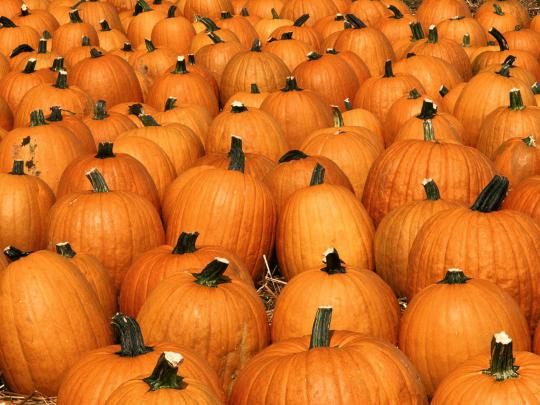 wallpapers: Pumpkin Wallpapers
