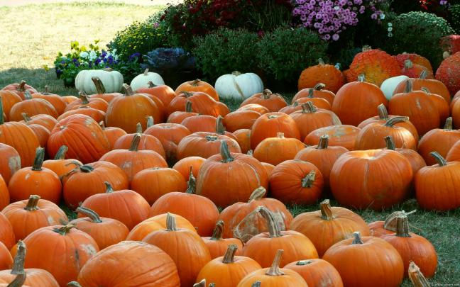 Fall Pumpkin Wallpapers