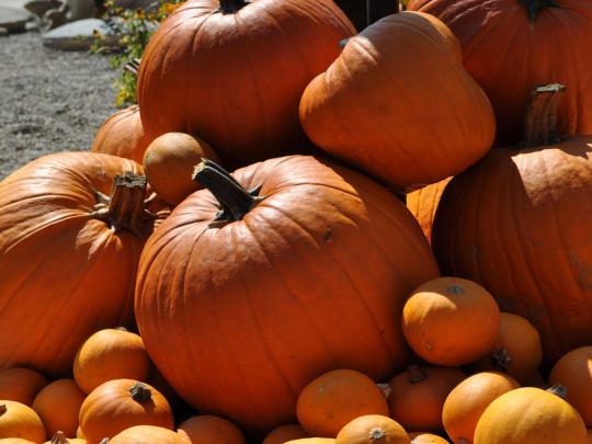 Free Pumpkin Wallpaper Backgrounds
