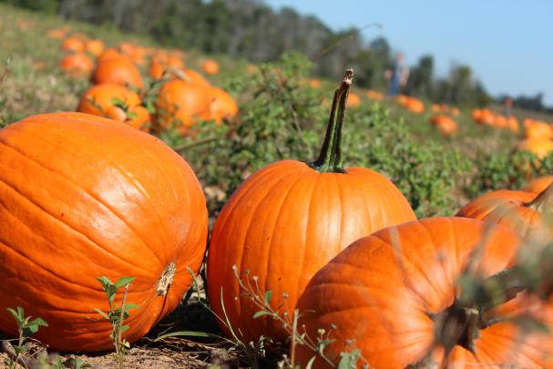 Pumpkin Wallpapers HD