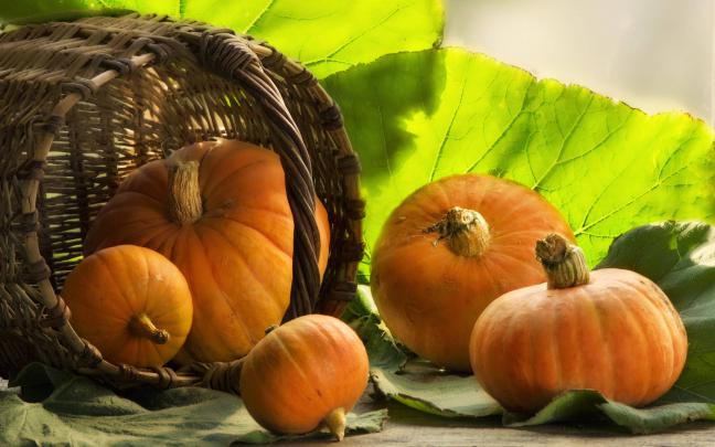 Pumpkin Wallpaper Backgrounds