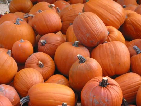 Pumpkins Backgrounds