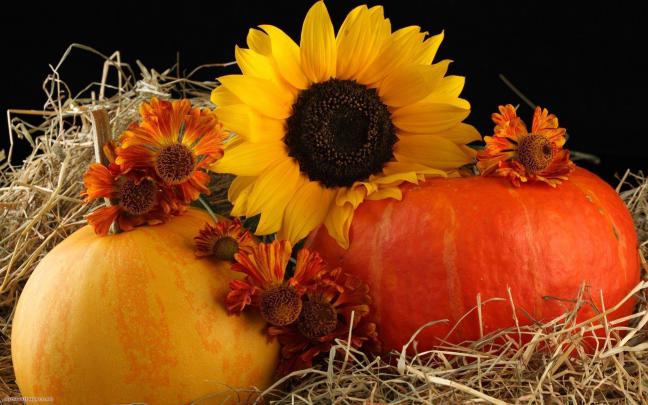 HD Pumpkin Wallpapers