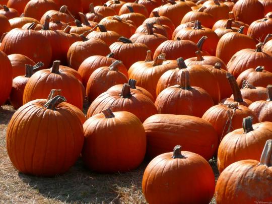 Fall Pumpkin Wallpapers