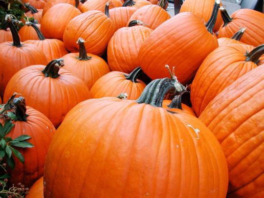 Pumpkin Desktop Wallpapers