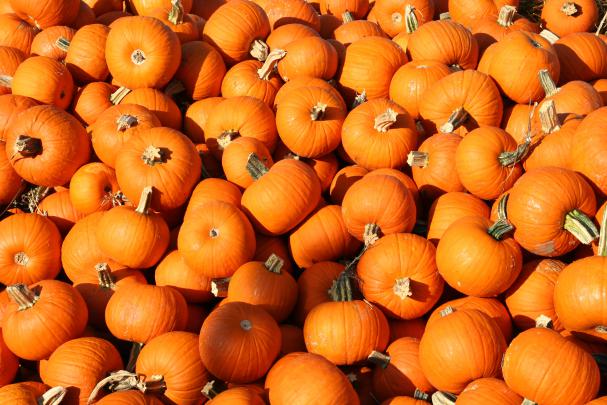 Pumpkin Wallpapers HD