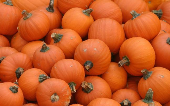 Free Desktop Pumpkin Wallpapers