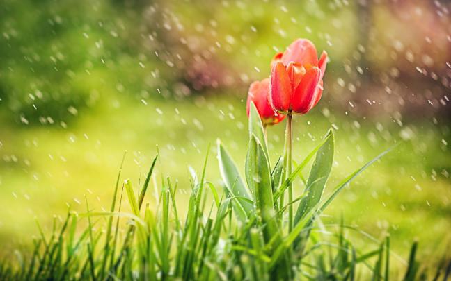 [50+] Most Beautiful Rain Wallpapers 