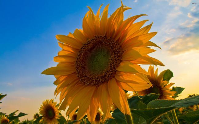 Sunflower Backgrounds
