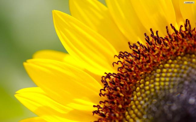 Sunflower Desktop Wallpapers Free