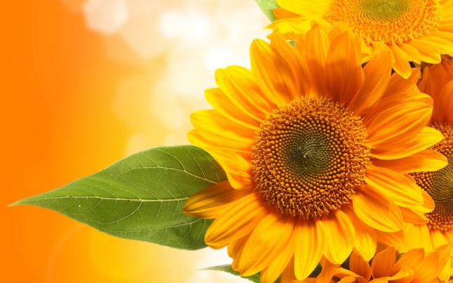 Sunflower Wallpapers