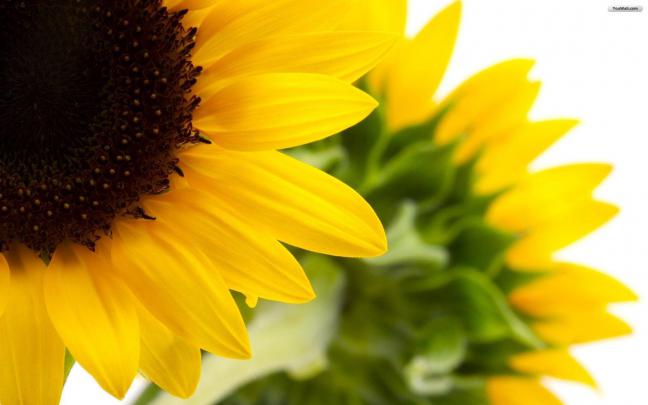 Sunflower Wallpapers Desktop