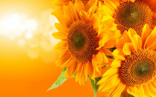 Sunflower Wallpapers