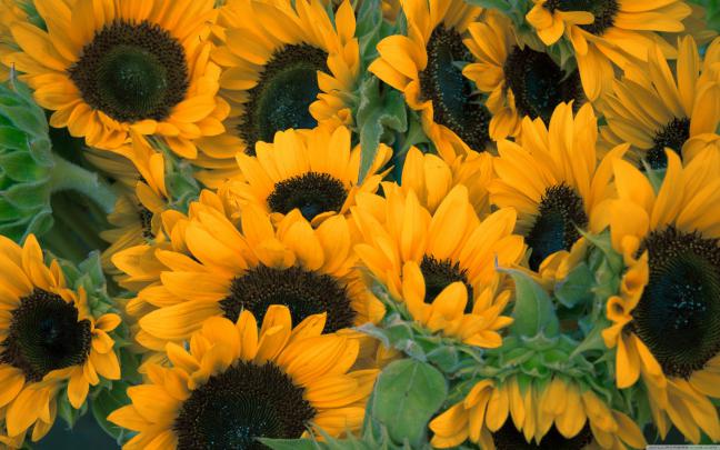 sunflowers Wallpapers HD \/ Desktop and Mobile Backgrounds