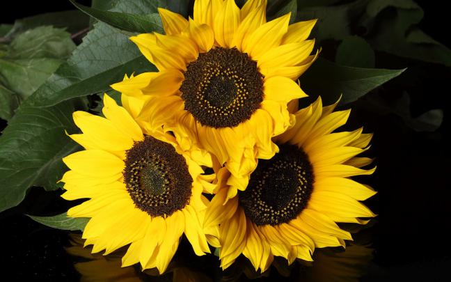 HD Background: Sunflower Wallpapers