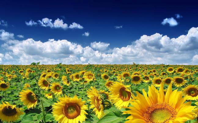 Sunflowers Wallpapers