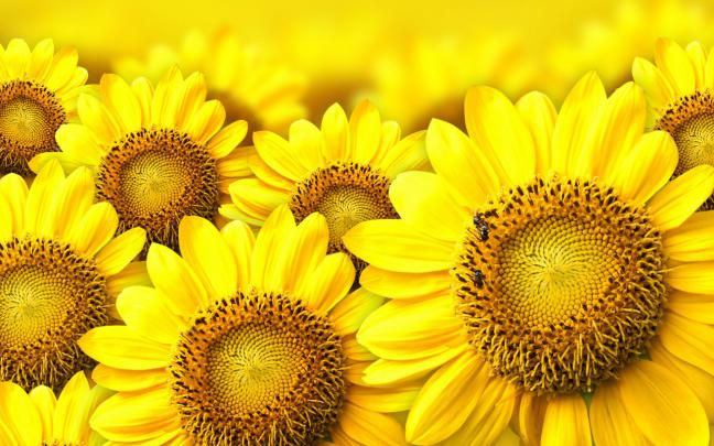 wallpaper: Sunflowers Desktop Wallpapers
