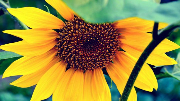 Sunflower Desktop Wallpapers