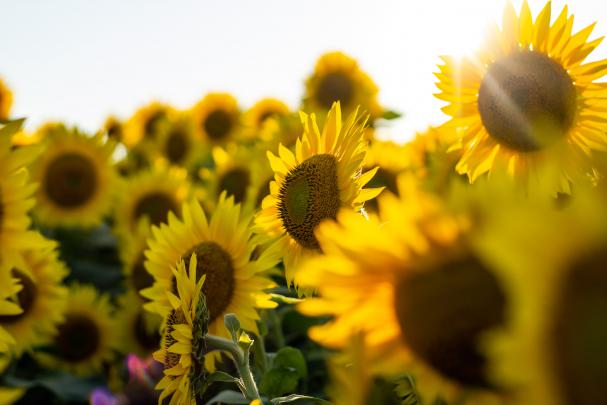 Sunflowers 4K wallpapers for your desktop or mobile screen free and 