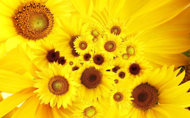 Sunflower Wallpapers Desktop