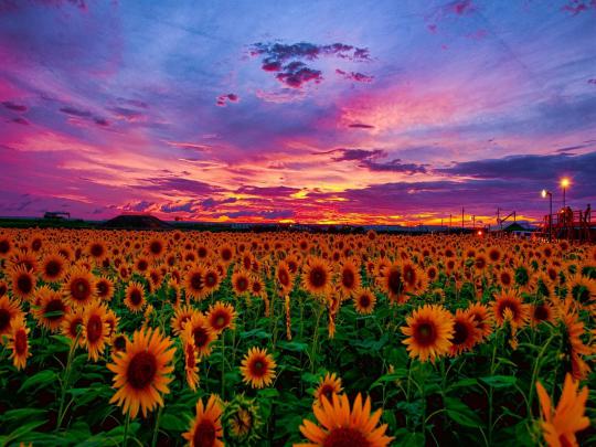 SuNFLower Desktop Wallpaper \u00b7\u2460 