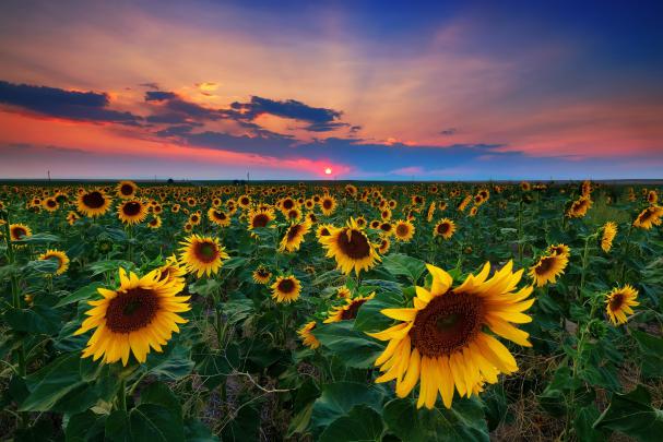 SuNFLower Desktop Wallpaper \u00b7\u2460 