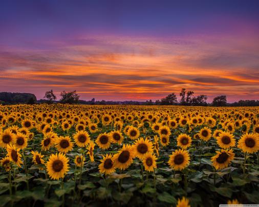 Sunflower Wallpaper Desktop (67+ pictures)