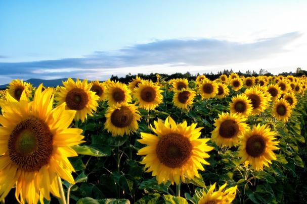 SuNFLower Desktop Wallpaper \u00b7\u2460 