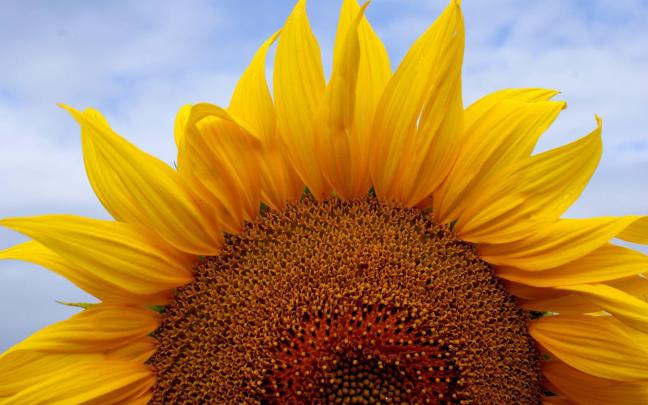 Sunflower Wallpapers Desktop